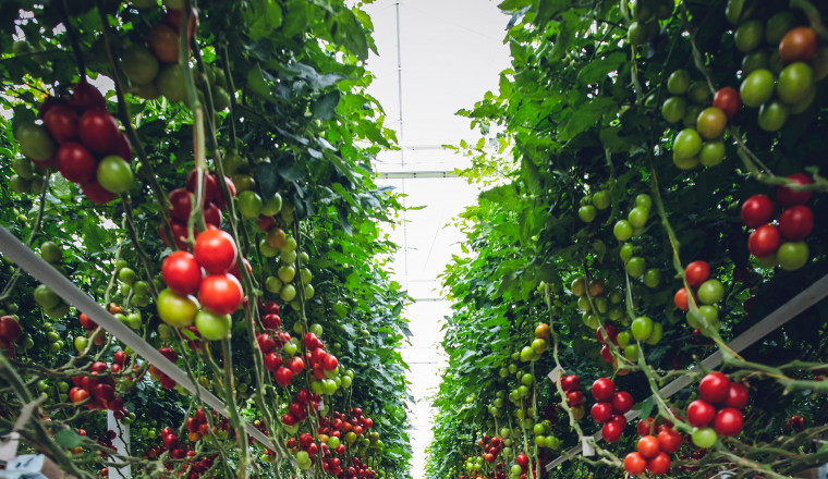 glastuinbouw-tomaten